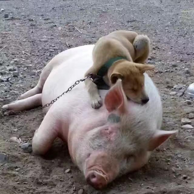 日晚捉蛇