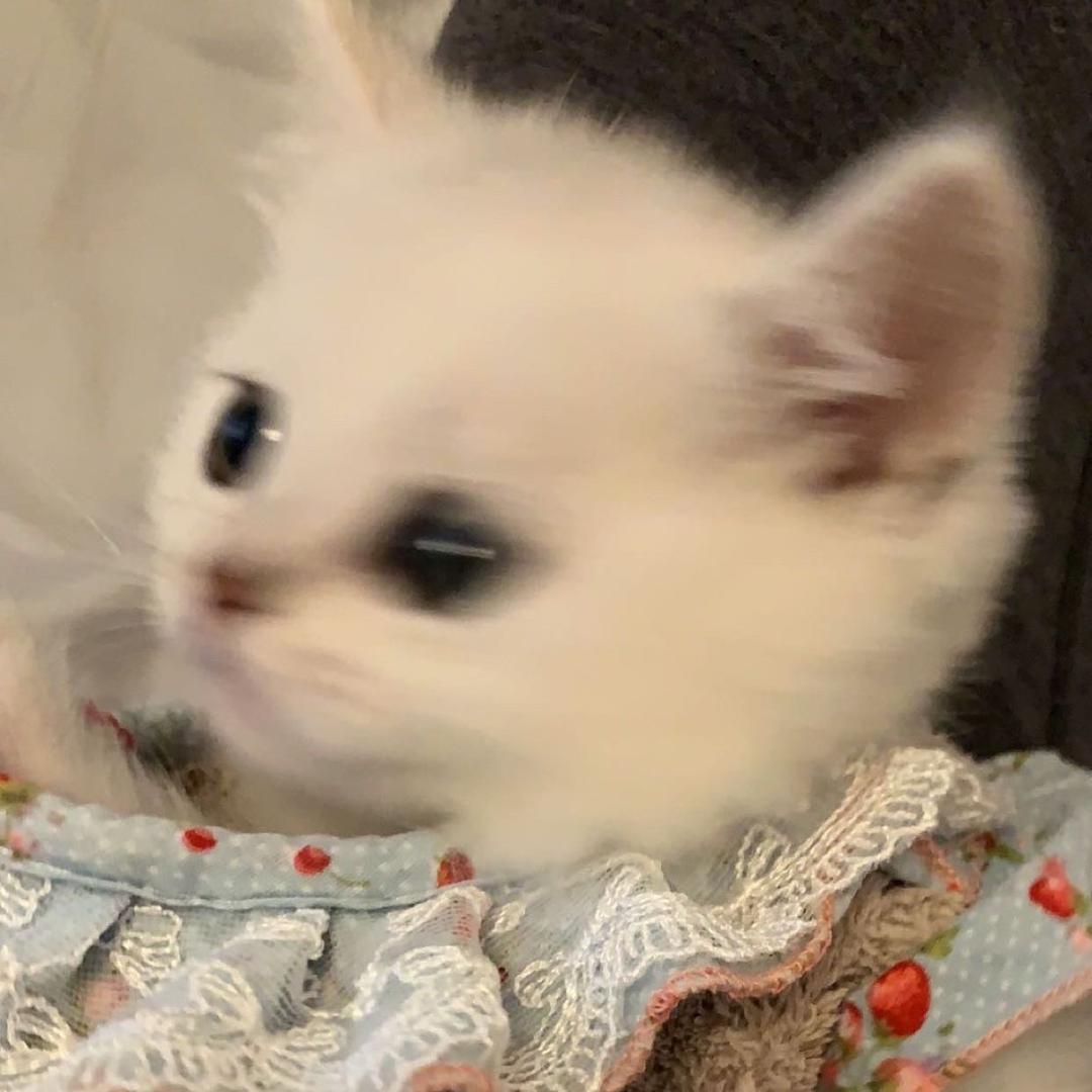 呱