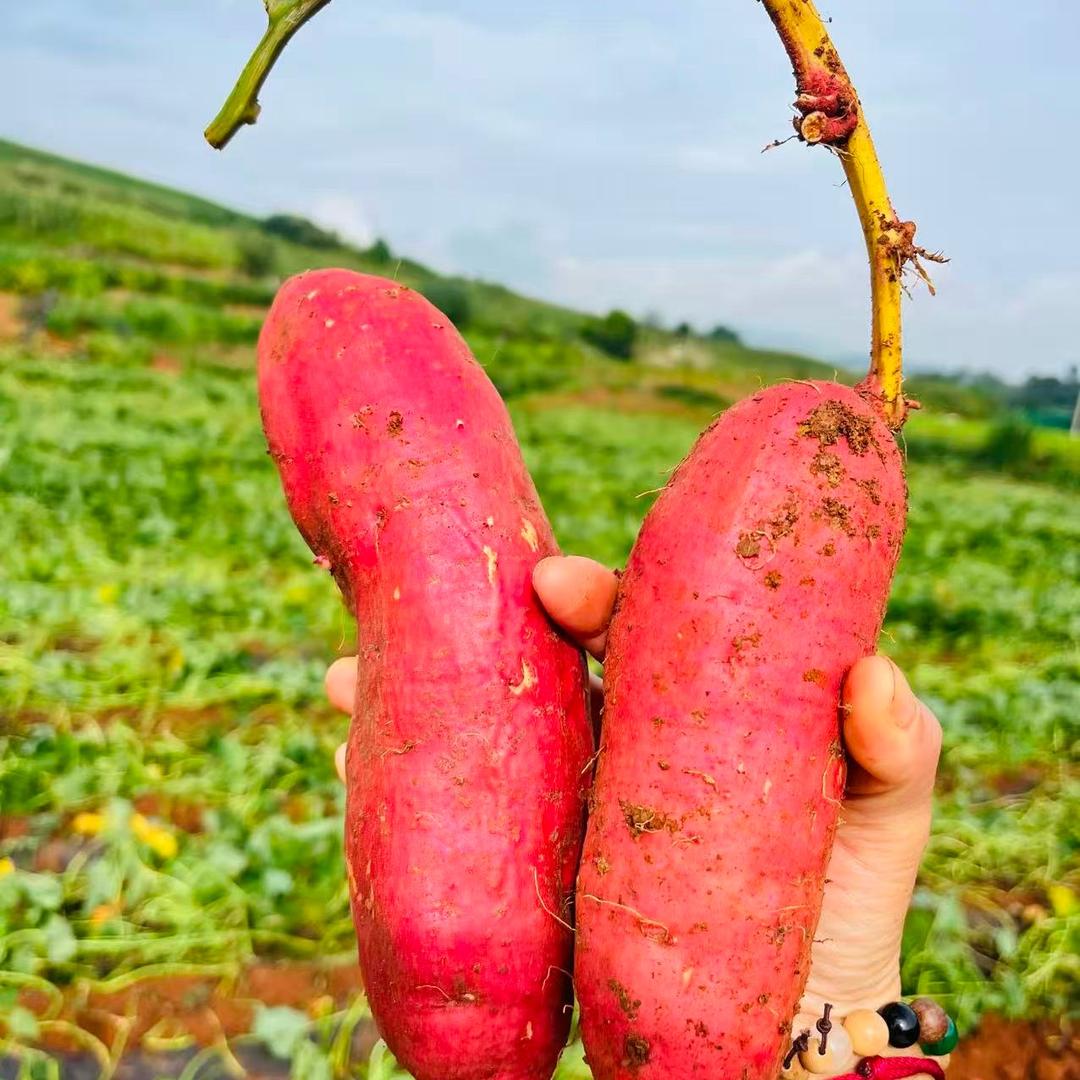 薯你最甜