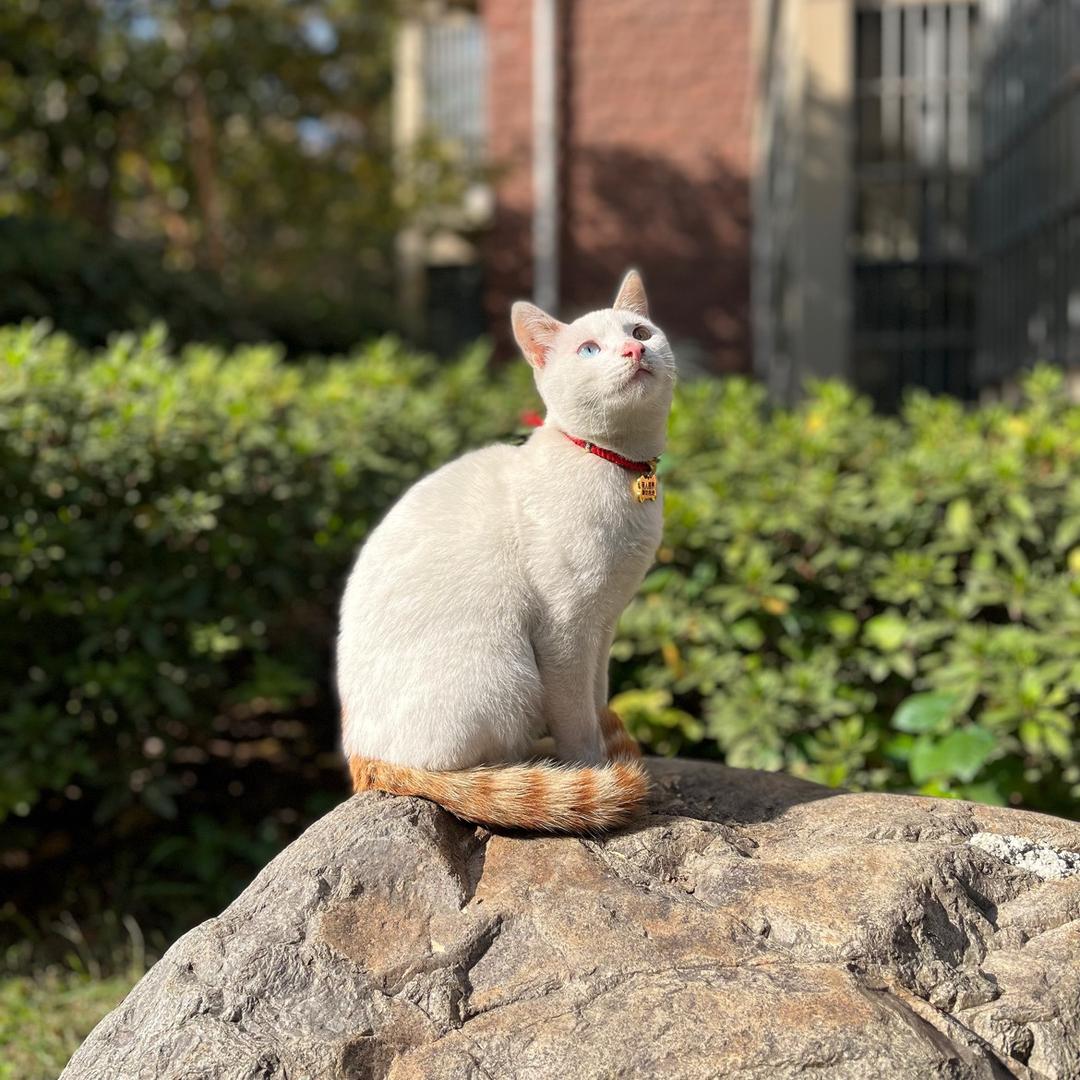 🌈喵喵拳🐱