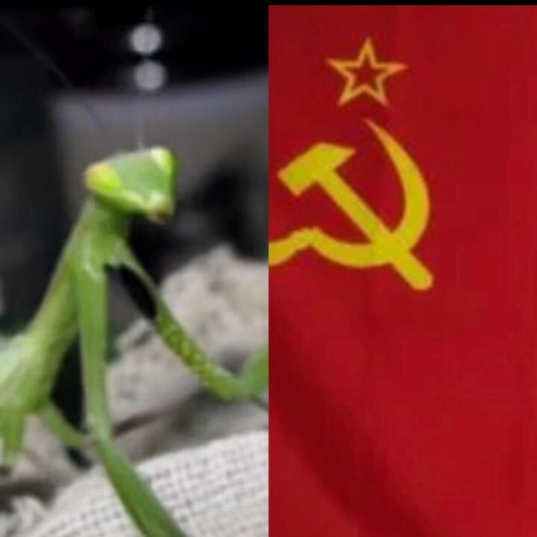 螳☘️