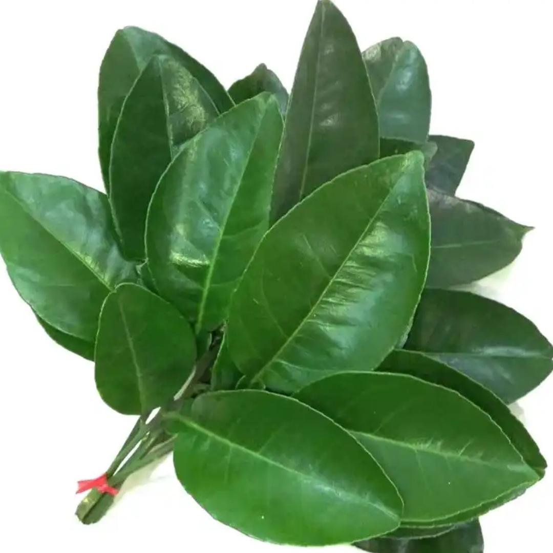 伊丽莎不白