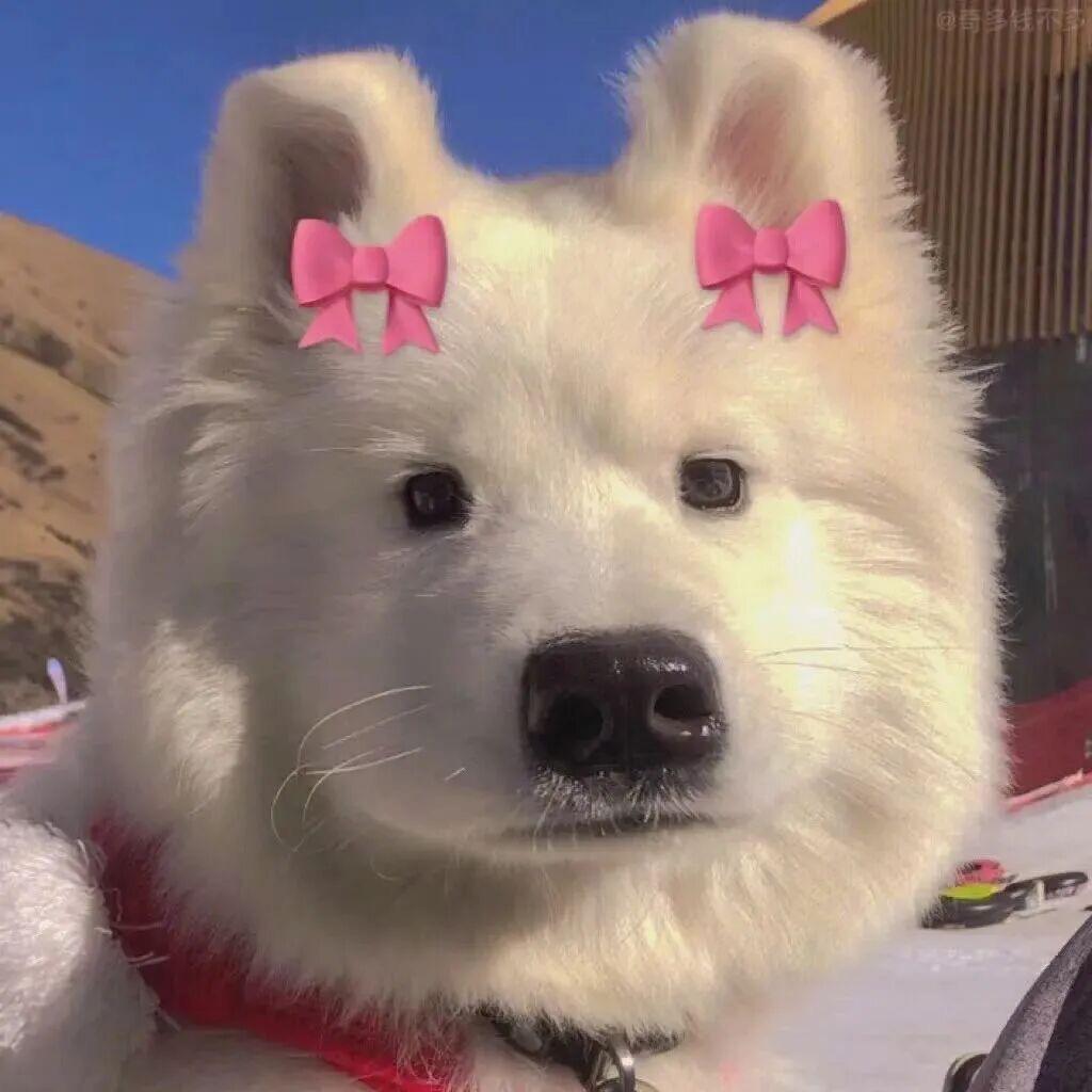 搬砖小土妞🐻