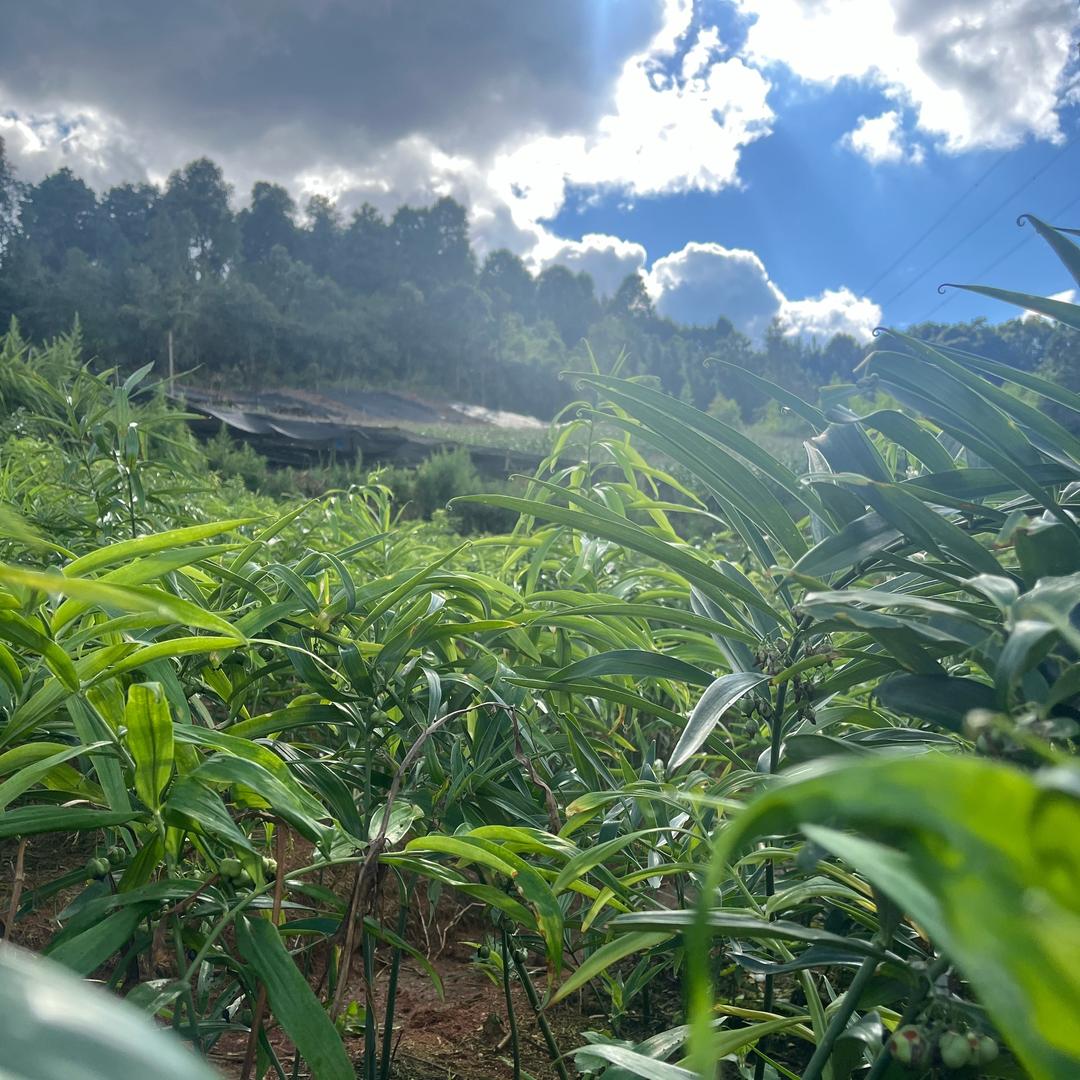 中药材种植管理