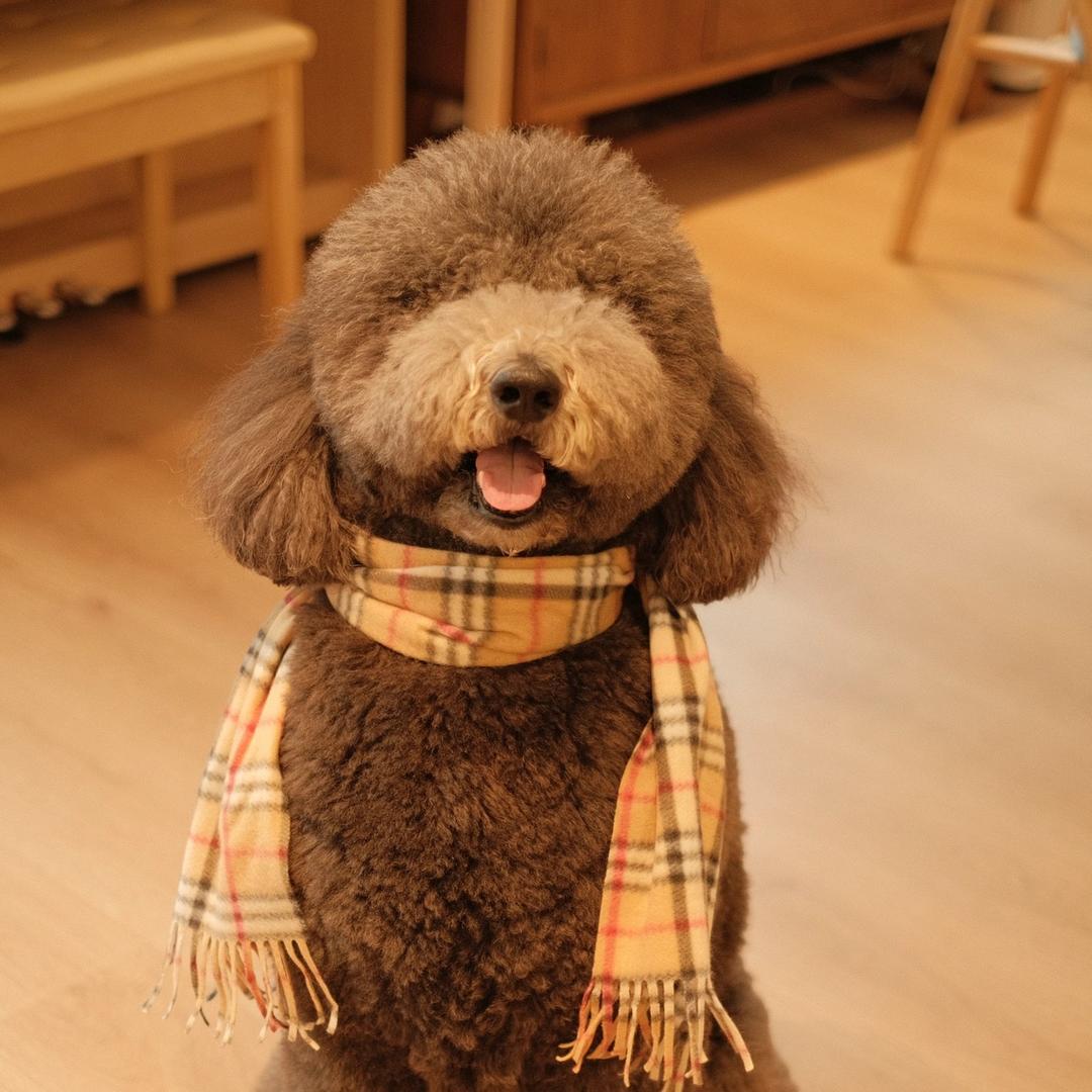巨贵张笨笨