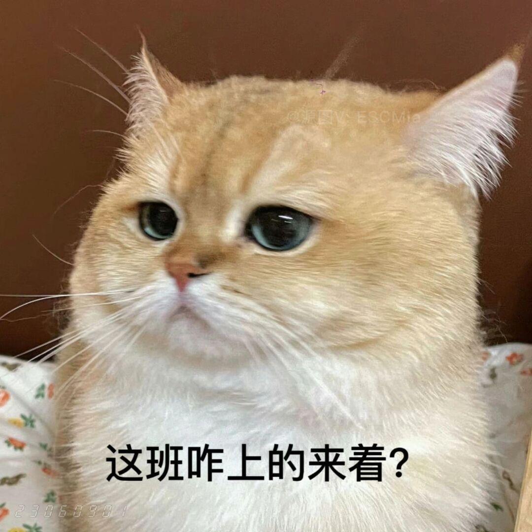 ☺︎赵小猫～