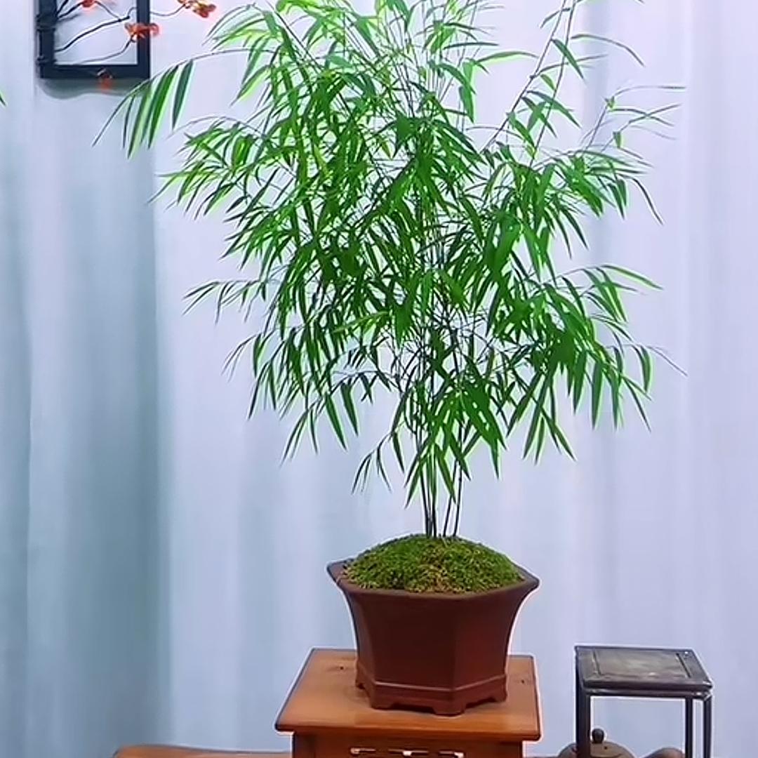 春晓