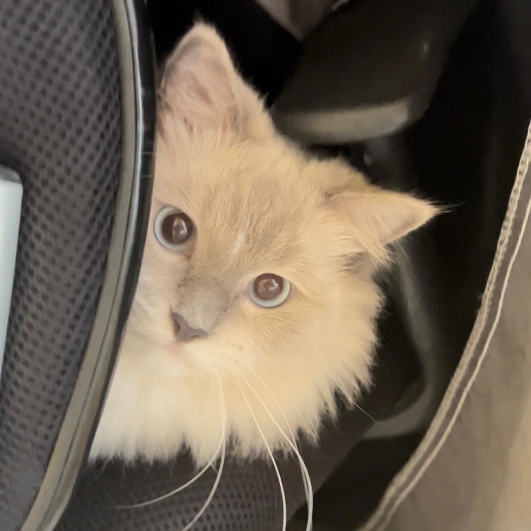 风车车🐾