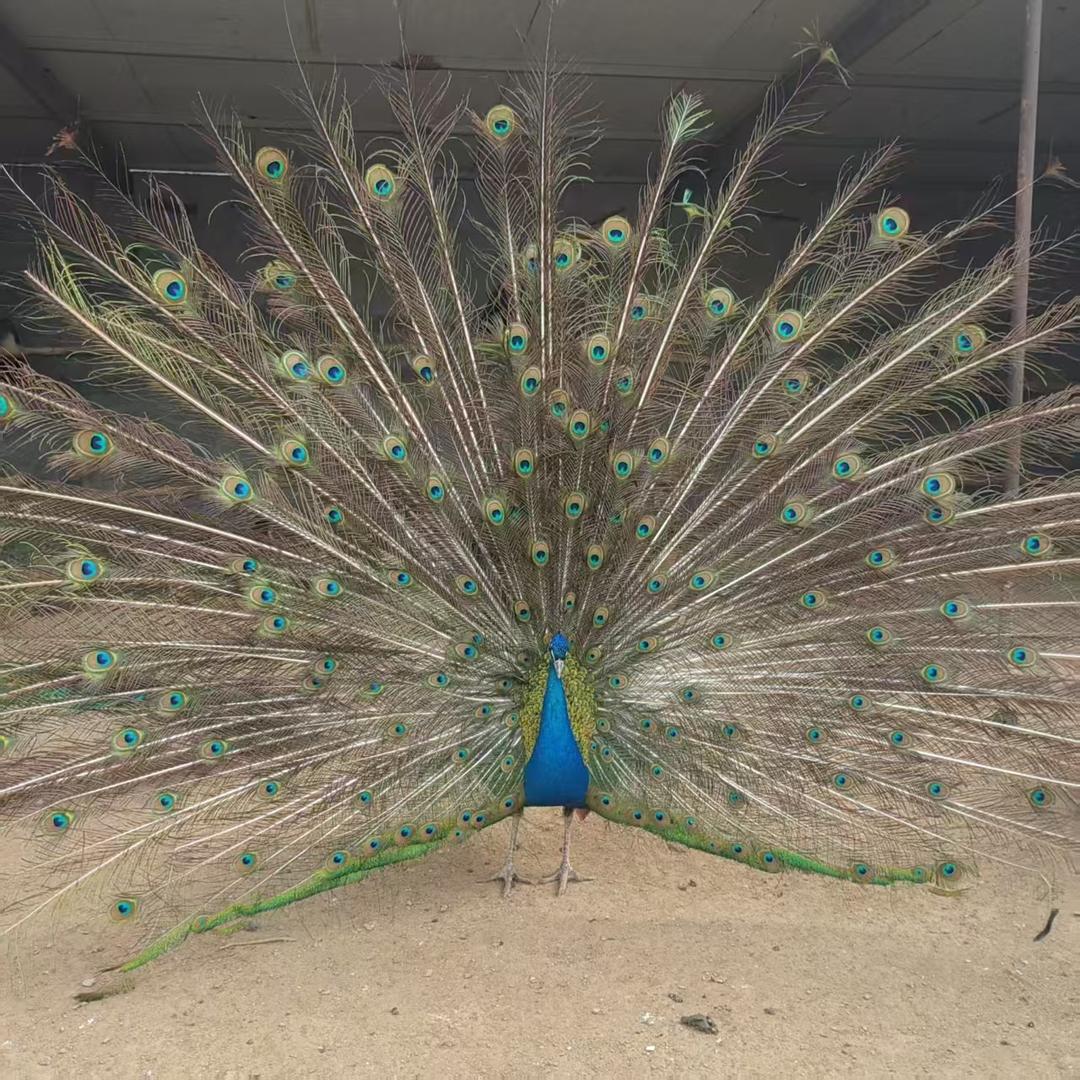 欣泽孔雀养殖