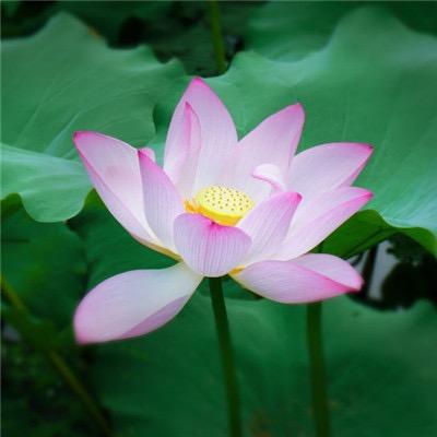 健康管家（血氧血净）