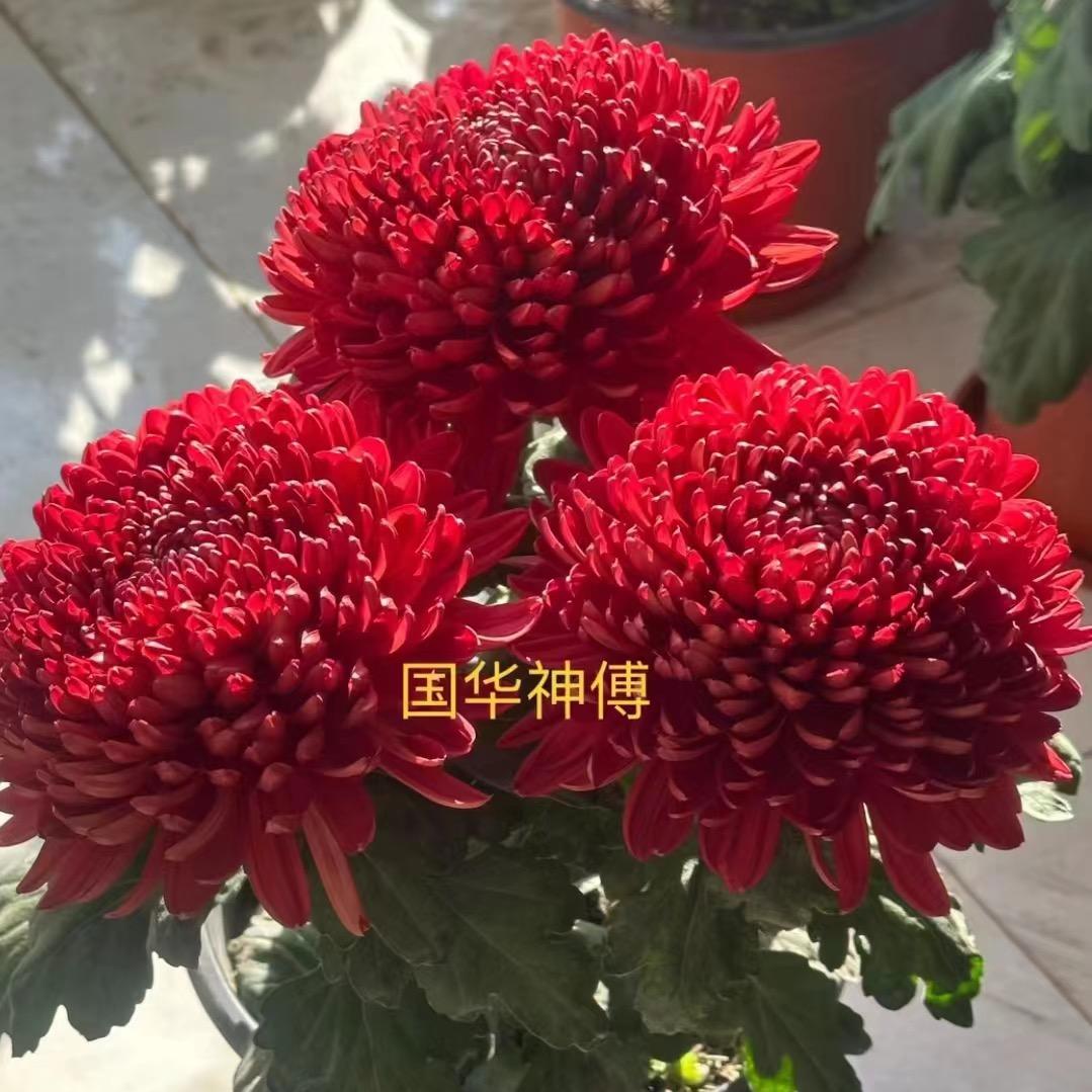 花卉绿植培育基地