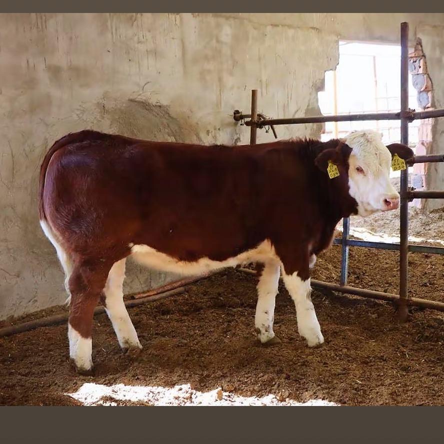 邵博（回收牛马驴）