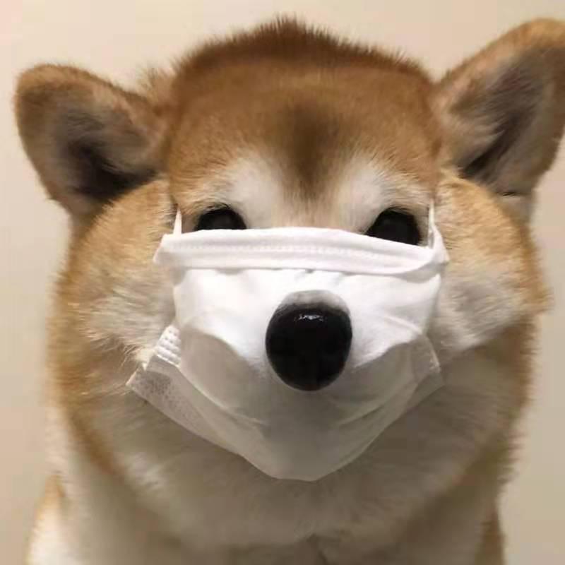 🌈广西土狗