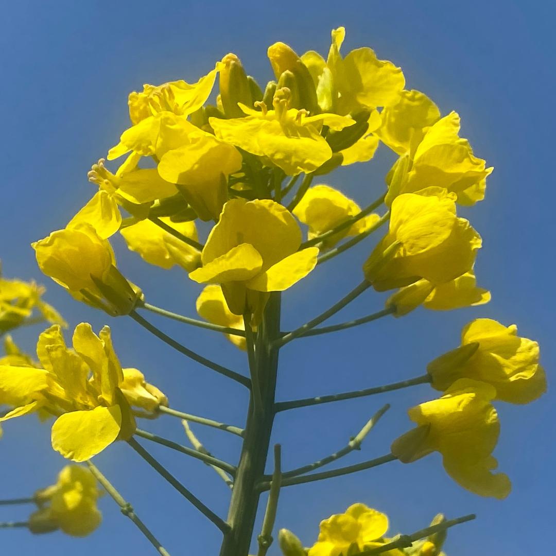 ✨好*运*连连✨