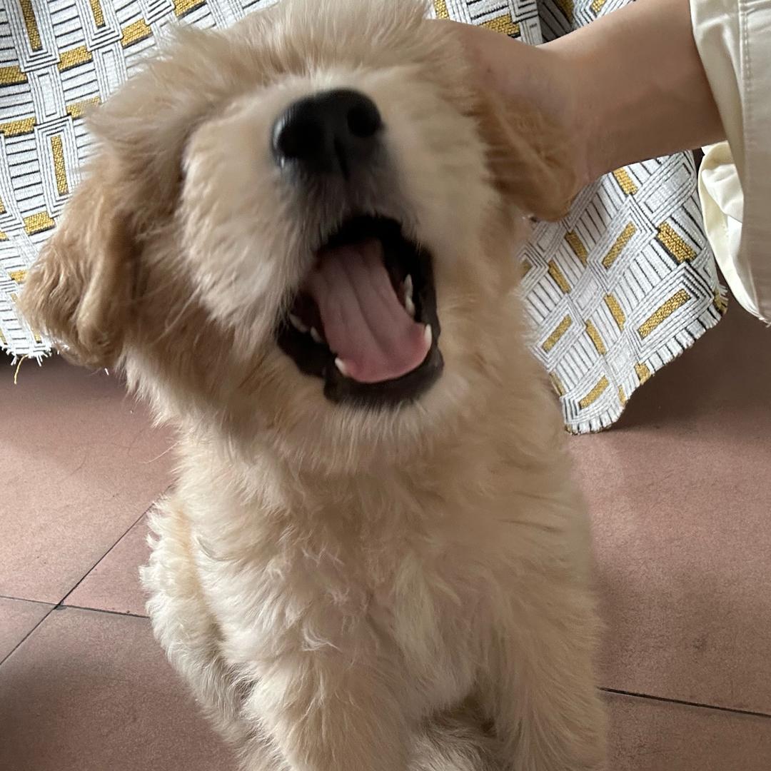 feifaye