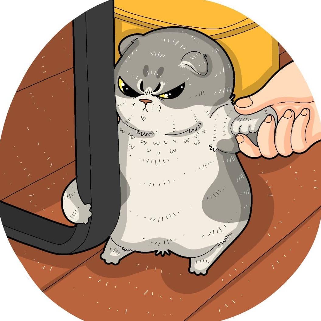 猫猫日记