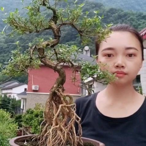 芳香盆景