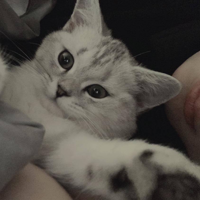 猫饼观察日记