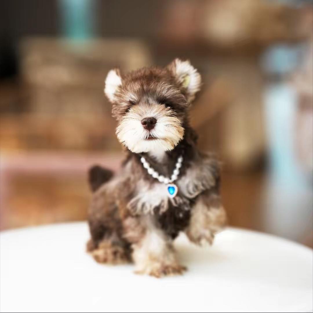 小浩（成都雪纳瑞）