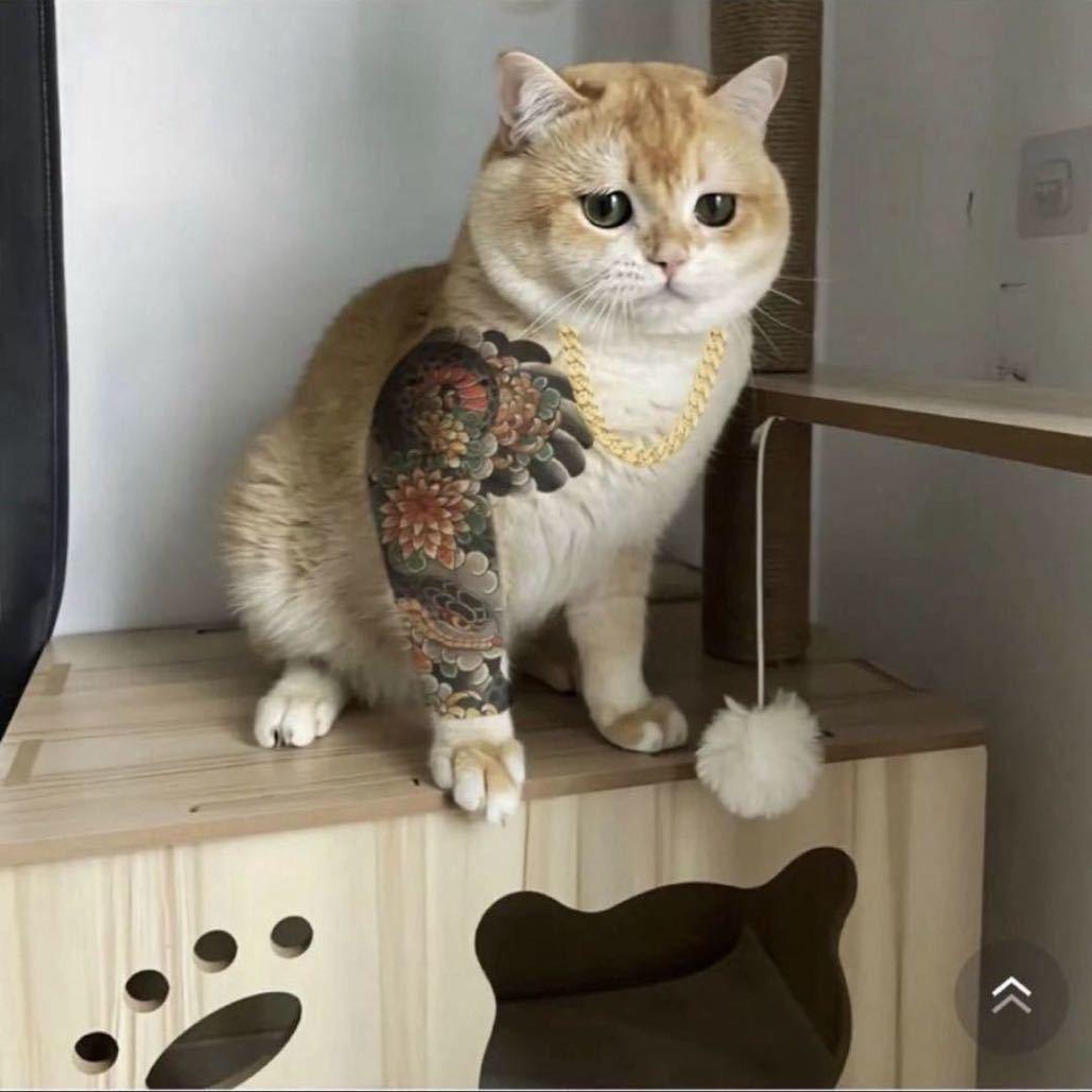 博、