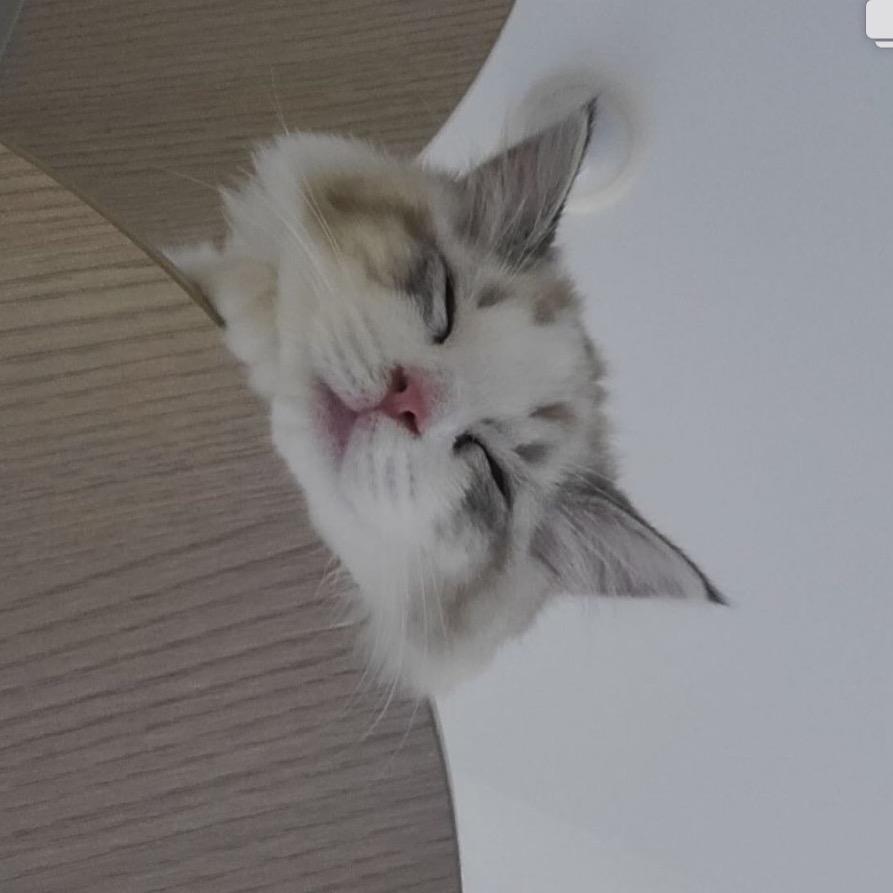 陨石拿铁加泡芙