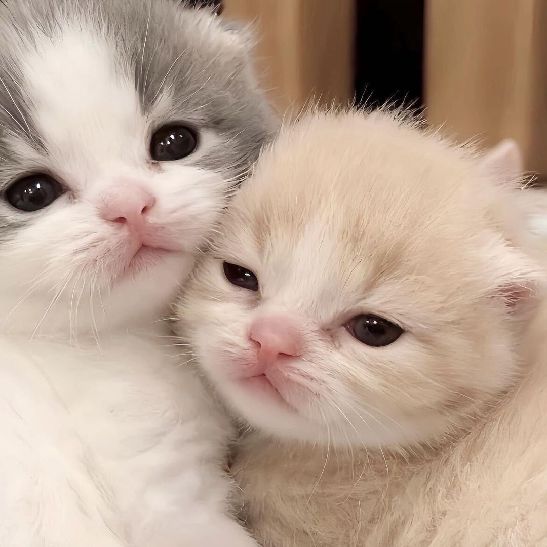 小薇
