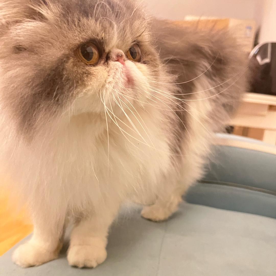 雷霆王❗️❗️