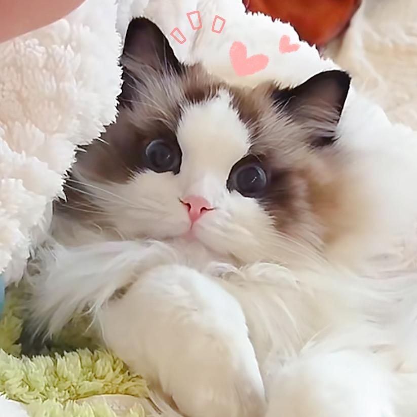 大芸的芙芙猪