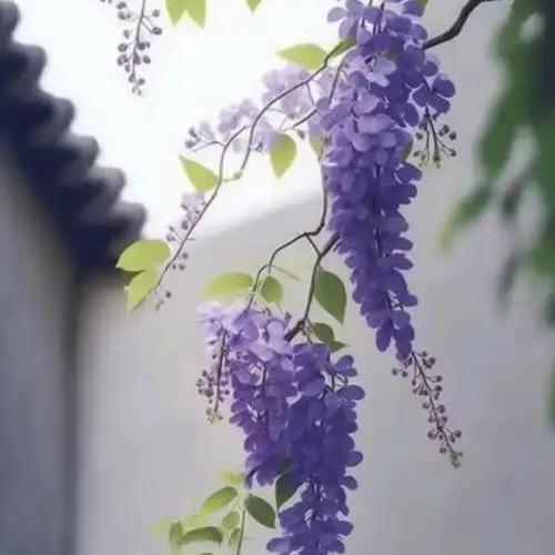 紫丁香