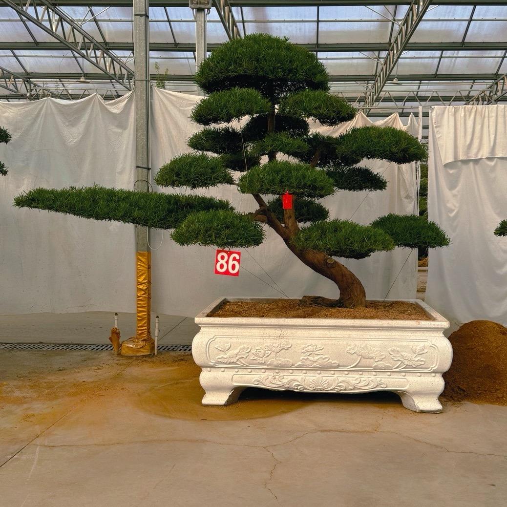 静松斋黑松批发基地