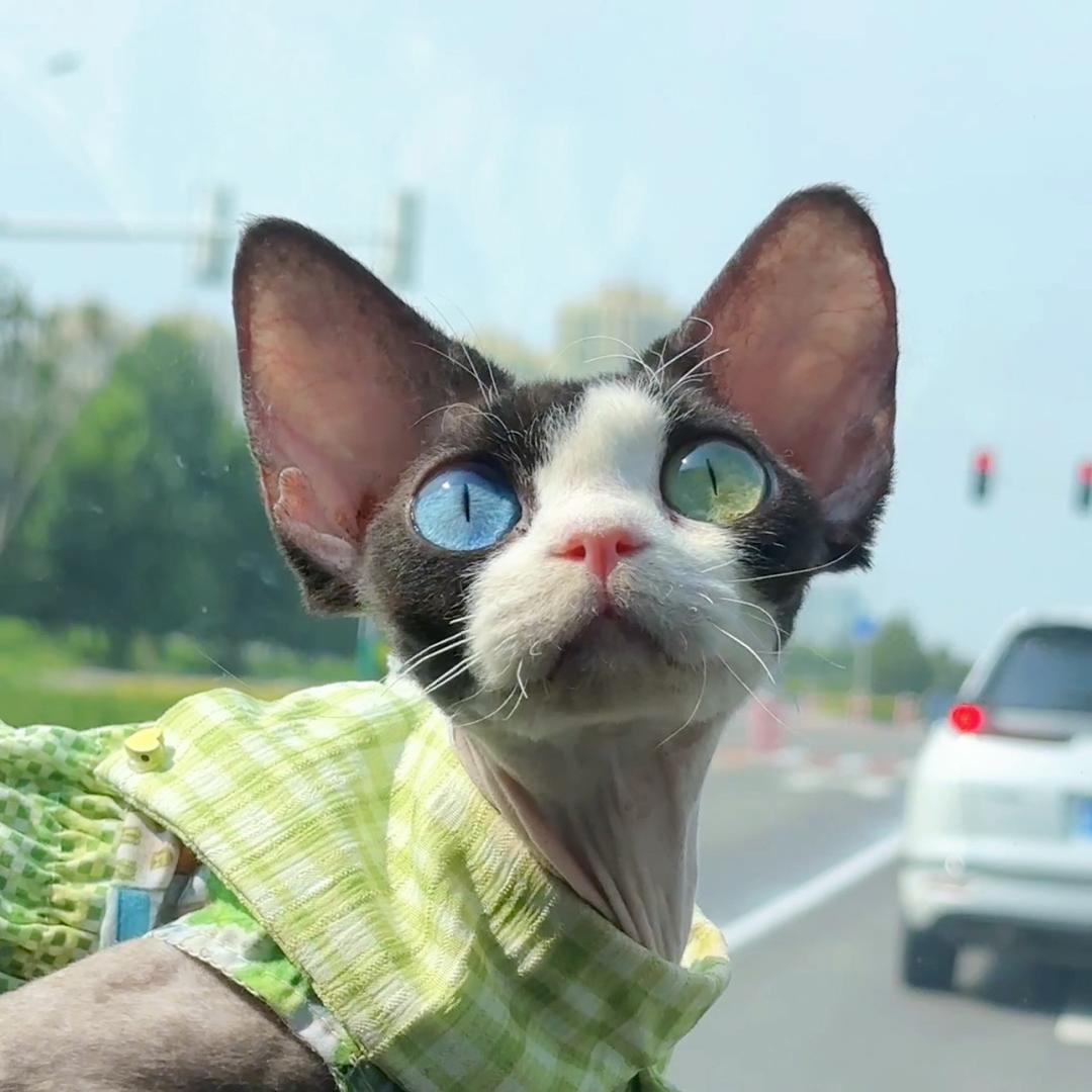 雪儿德文卷毛猫