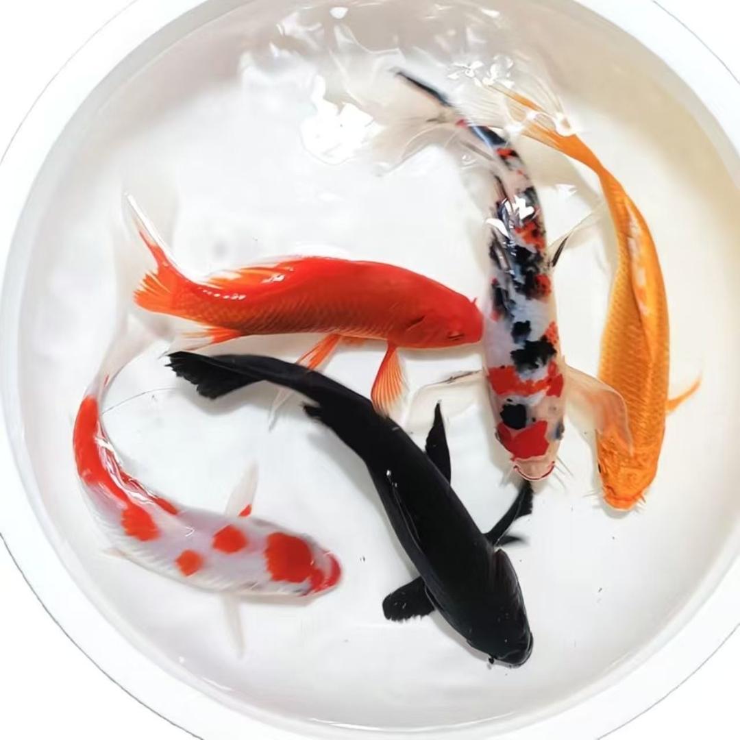 水晶锦鲤观赏鱼渔业