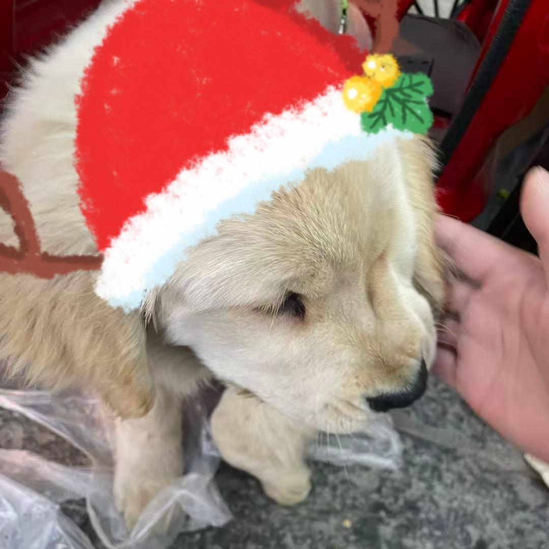 专业套狗董师傅