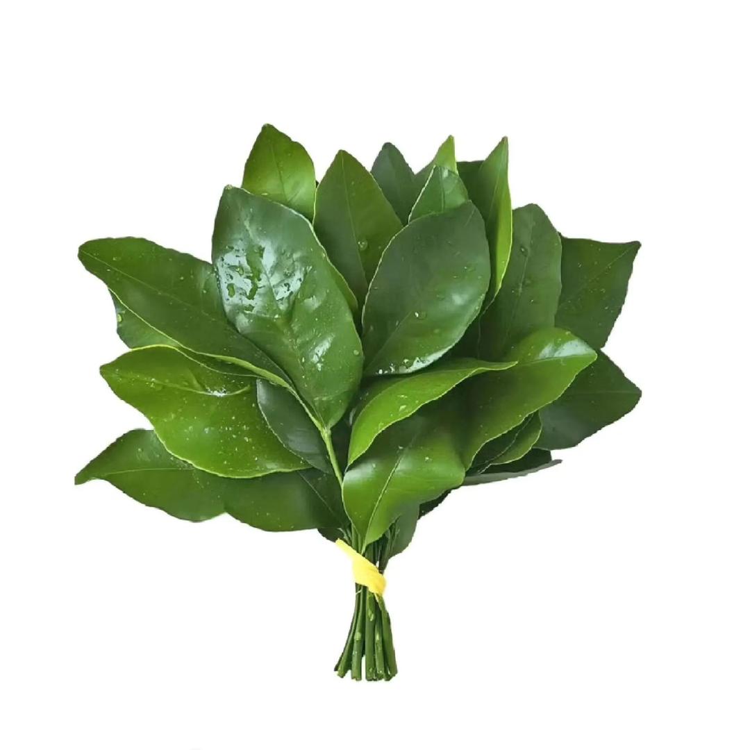 小鱿鱼