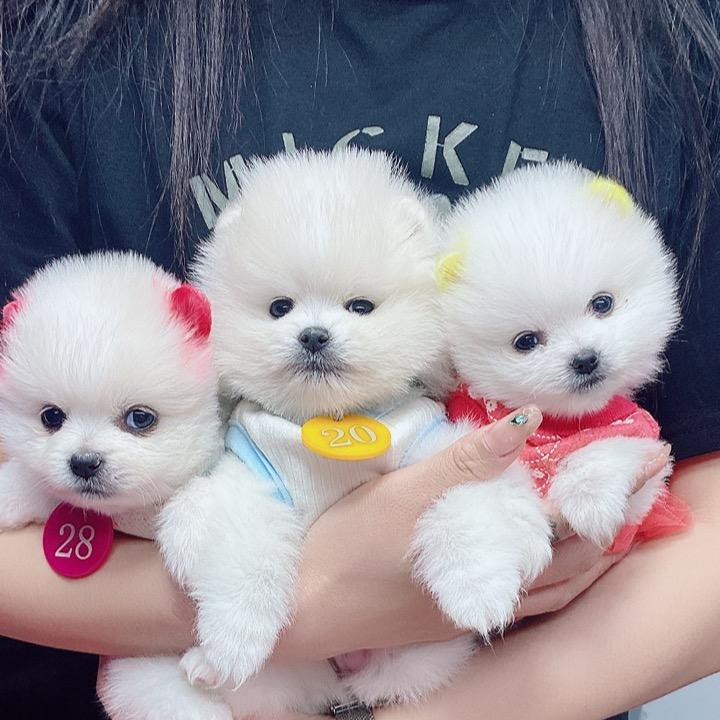 立军博美茶杯犬