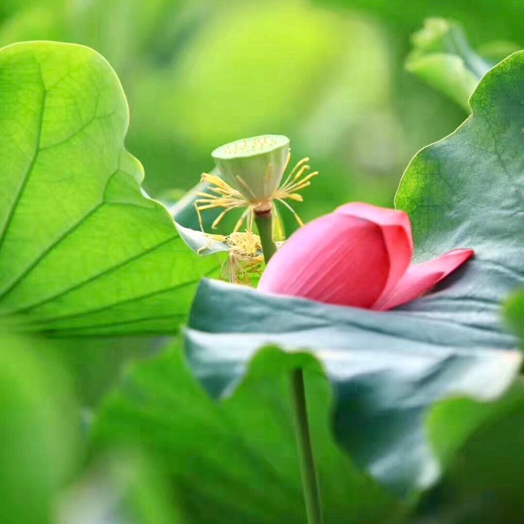 永远的光亮
