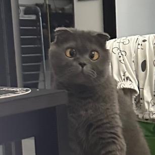 猪阿飞Rfree