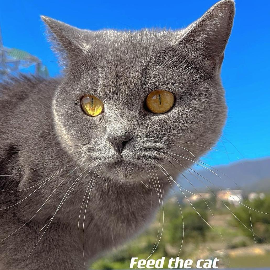 米奇是只猫