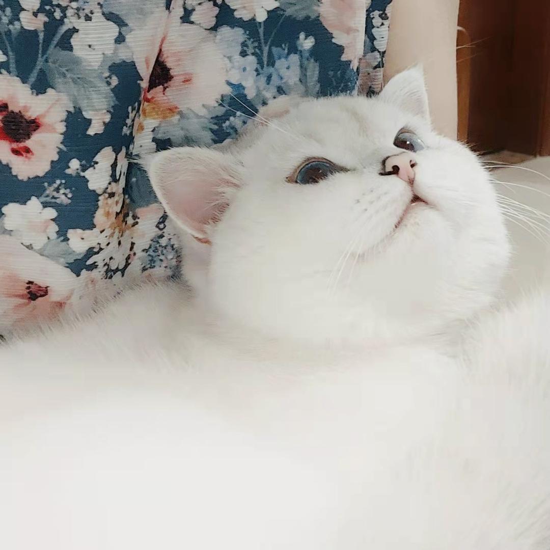 Peter彼得猫