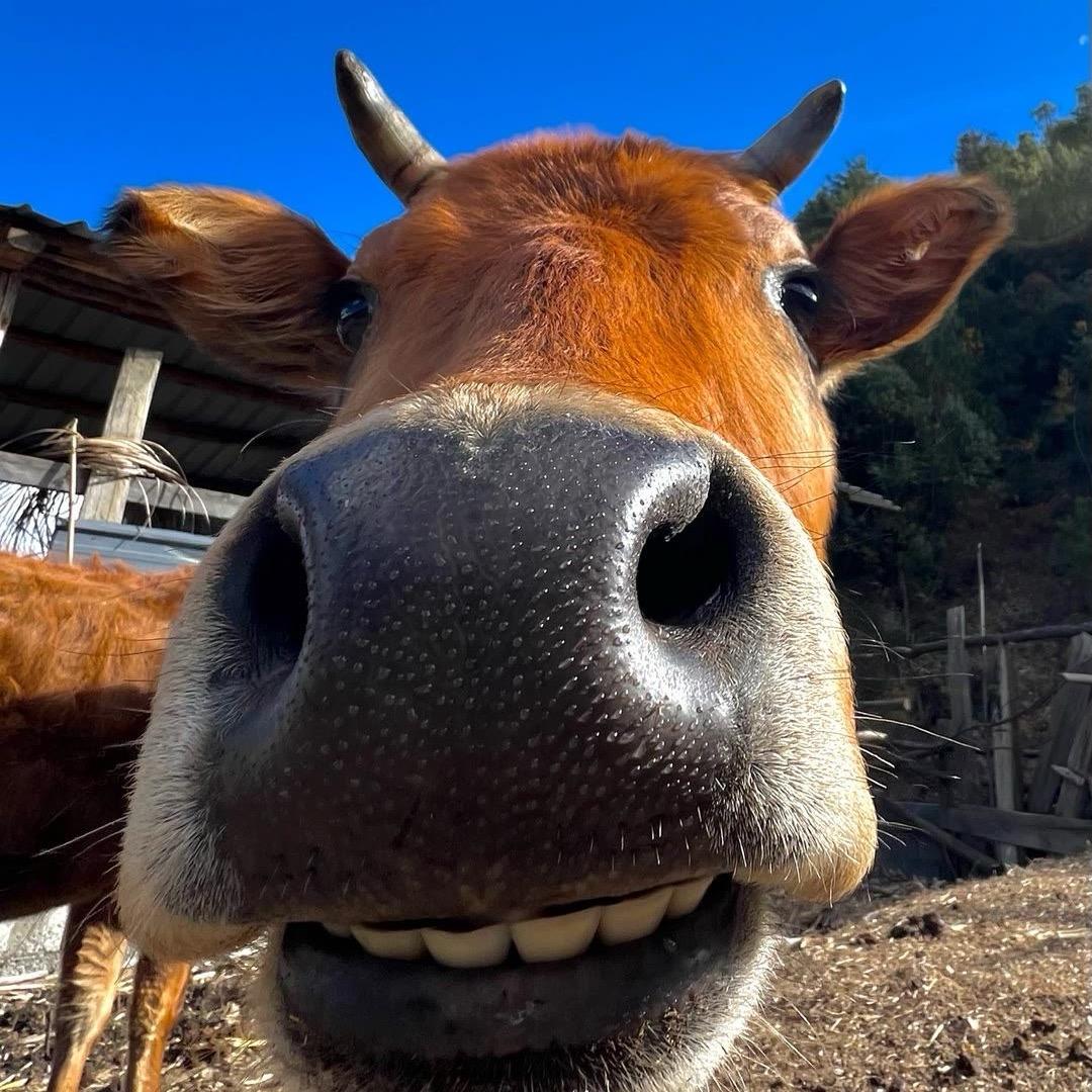 hello.