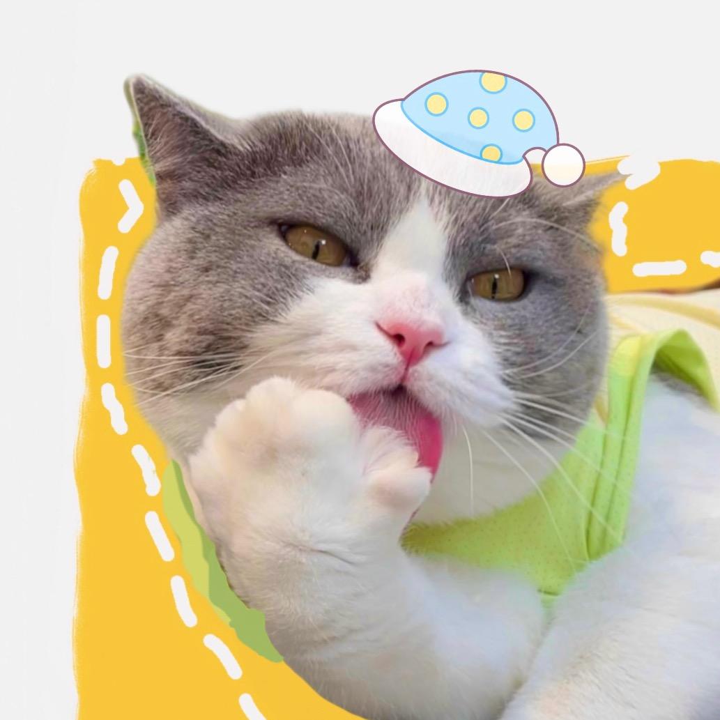 妞妞是只猫