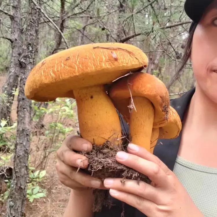 拾菌青年大本营