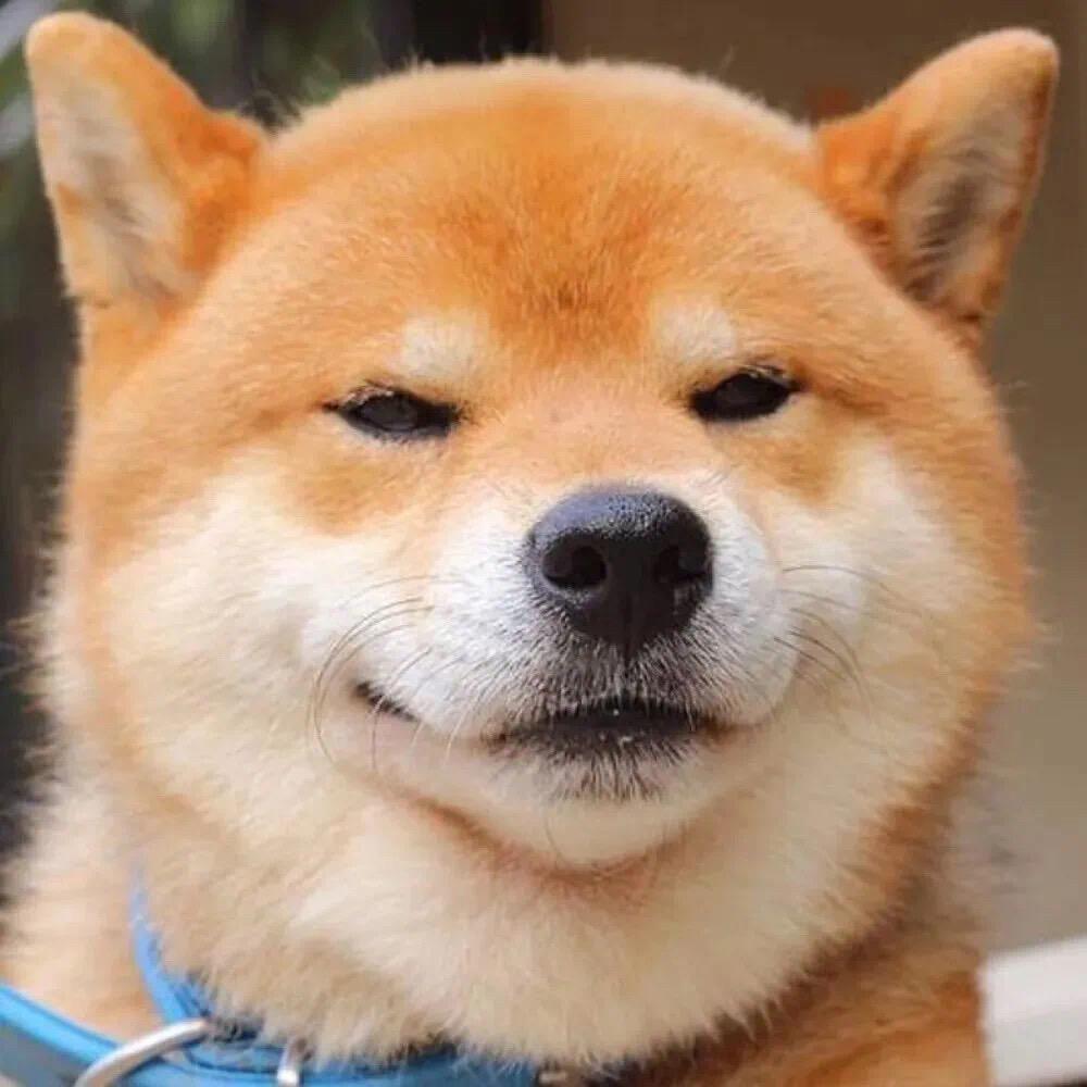 兰德爱养狗
