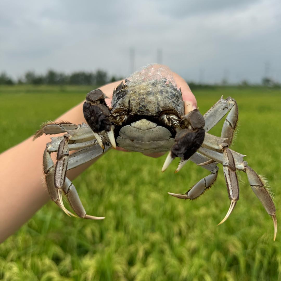 日日鲜蟹鲜森