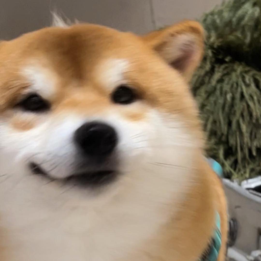 AAA饲料批发叶总