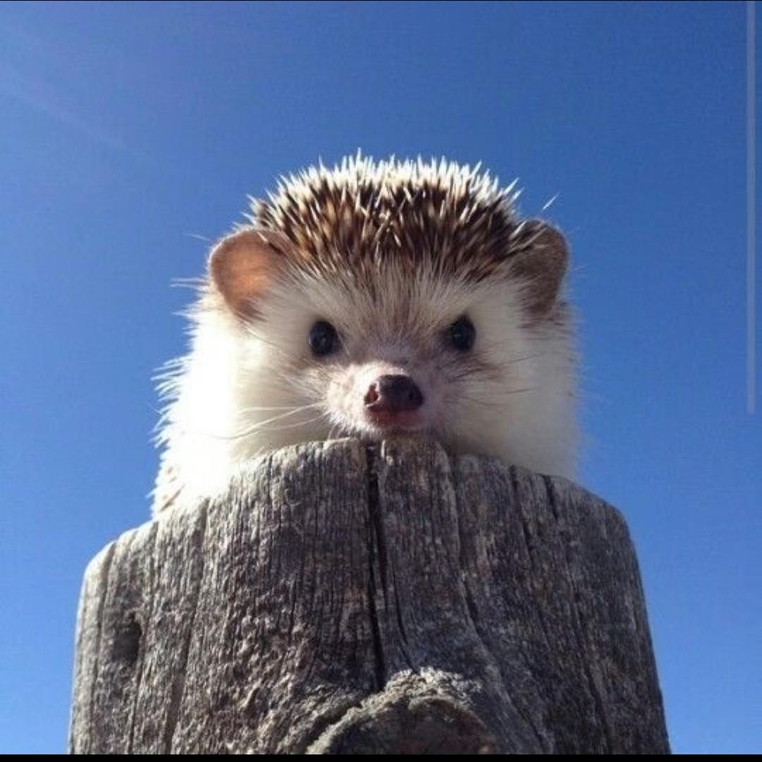 AAA自家果园批发