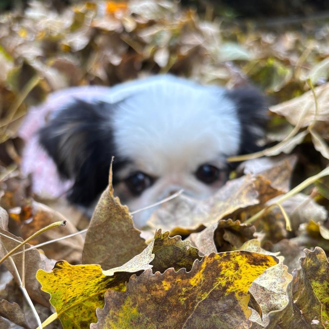 皮皮是蝴蝶犬🐼