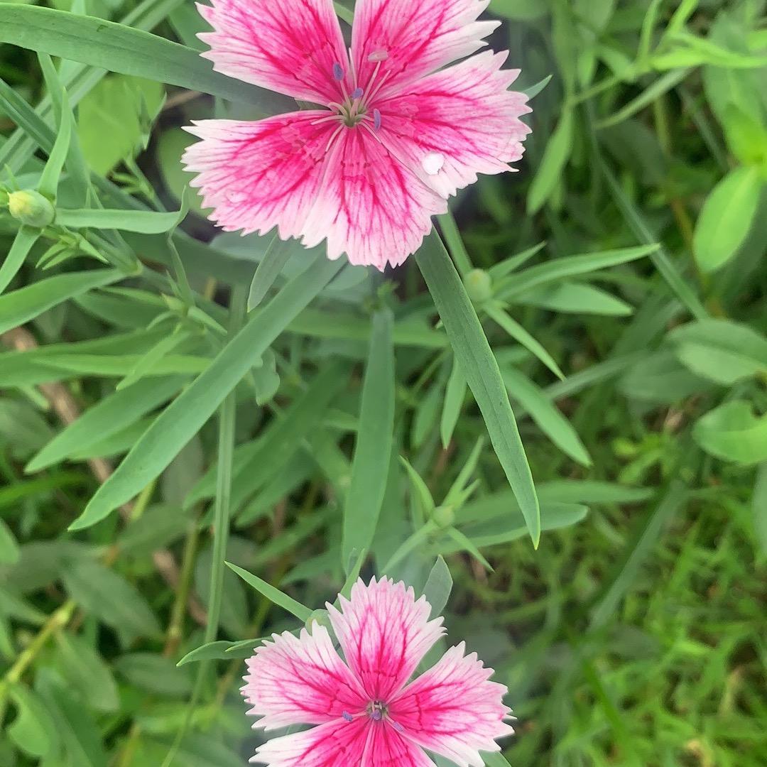 🦋缘分