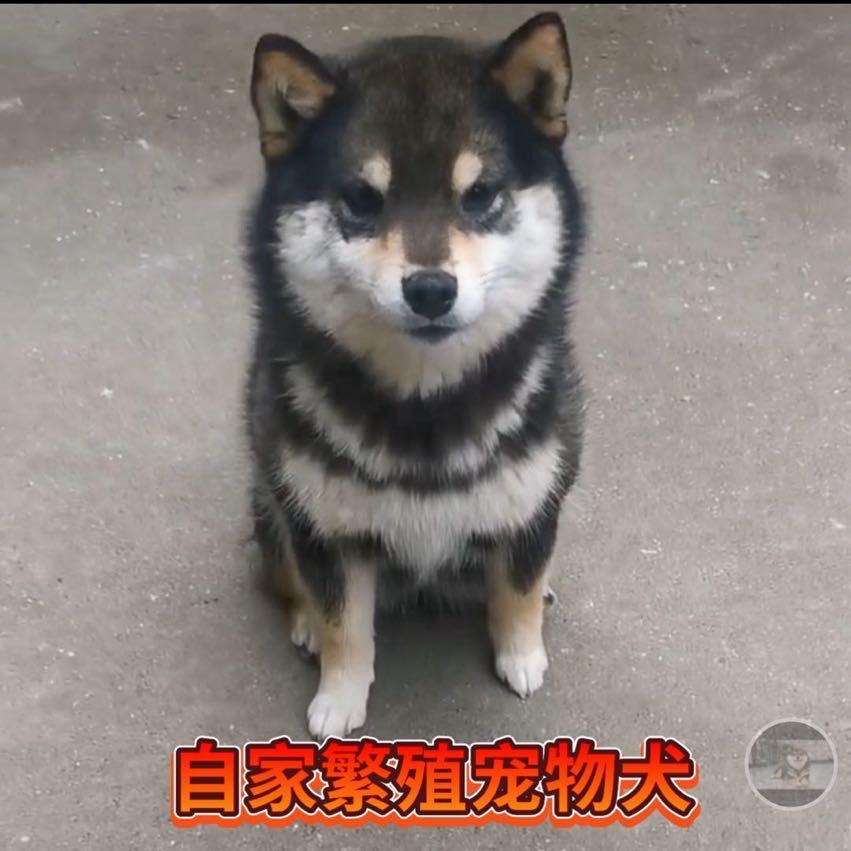 歌唱网红犬