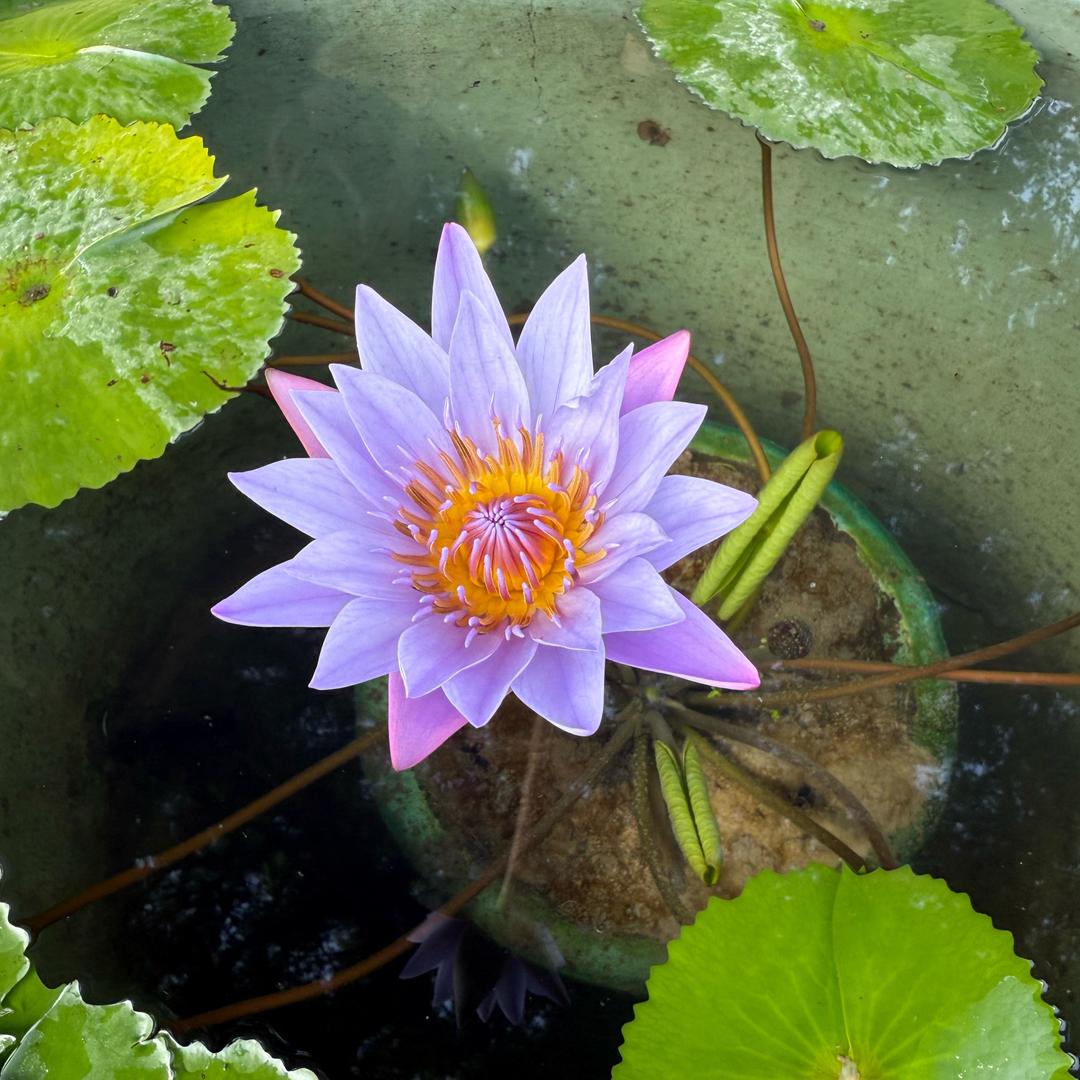 潘大大